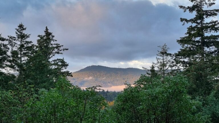 Soft morning light over Mount Bruce, framed by tall evergreen trees on Salt Spring Island, British Columbia, Canada.