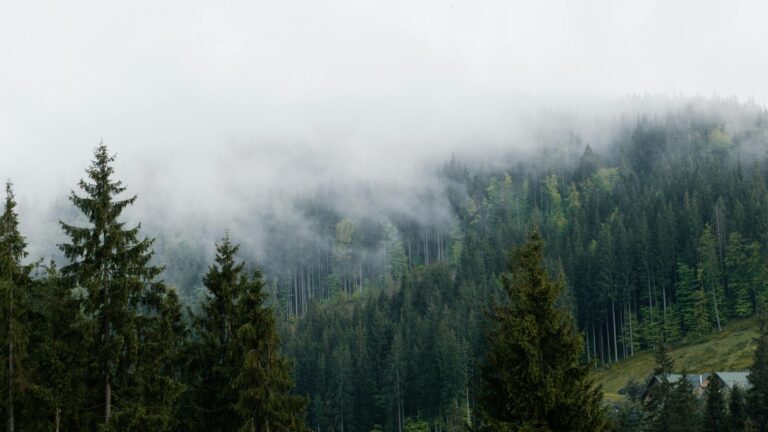 A mist-covered forest of tall evergreens in soft morning light, with low clouds drifting across the treetops.