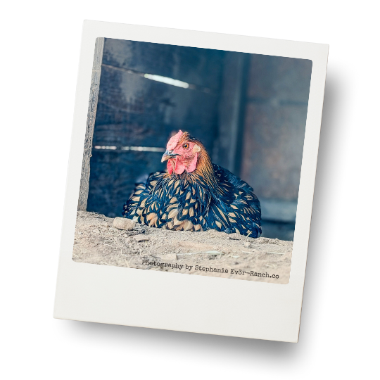 Polaroid-style photo of a patterned ranch chicken resting in a wooden shelter at HorseSpeak, photographed with warm natural light.