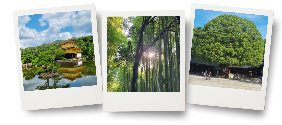 Collage of three photos from Japan: the Golden Pavilion reflected in its garden pond in Kyoto, the sunlit bamboo forest of Arashiyama, and the ancient camphor tree at Meiji Shrine in Tokyo.