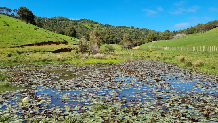 A lily-covered pond surrounded by green hills and farmland at Pakiri, Aotearoa New Zealand under a bright blue sky.