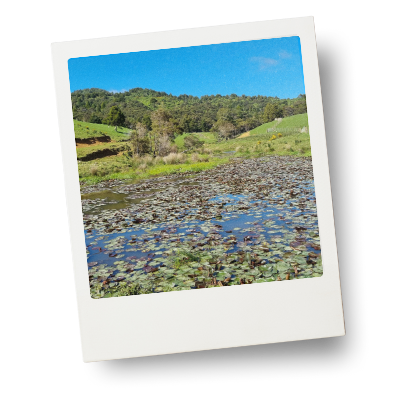 A lily-covered pond surrounded by green hills and farmland at Pakiri, Aotearoa New Zealand under a bright blue sky.