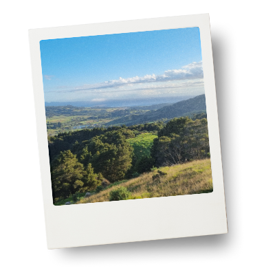 A Beautiful view looking out from the top of a farm in Pakiri New Zealand, with green rolling hills leading to the distance Pacific Ocean. It's a beautiful day with blue sky, and puffy clouds.
