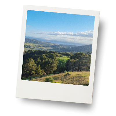 A Beautiful view looking out from the top of a farm in Pakiri New Zealand, with green rolling hills leading to the distance Pacific Ocean. It's a beautiful day with blue sky, and puffy clouds.