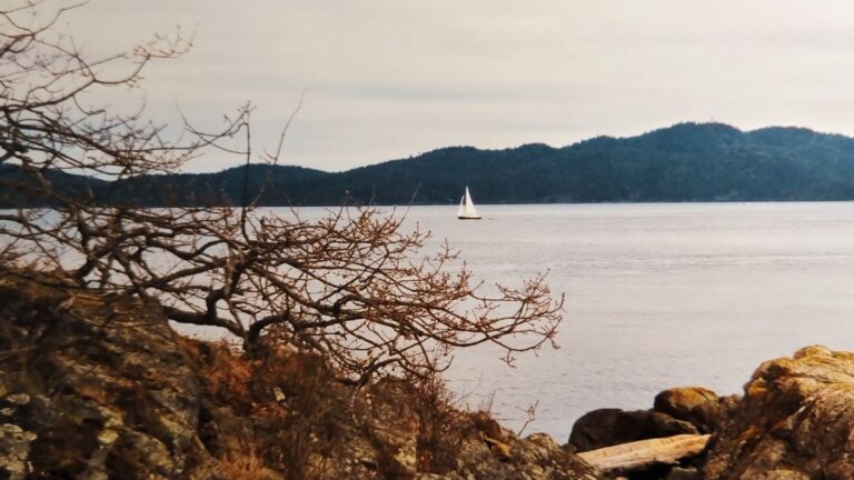 A solitary white sailboat glides across calm winter water near the rocky shoreline of Salt Spring Island, framed by bare tree branches and distant forested hills.