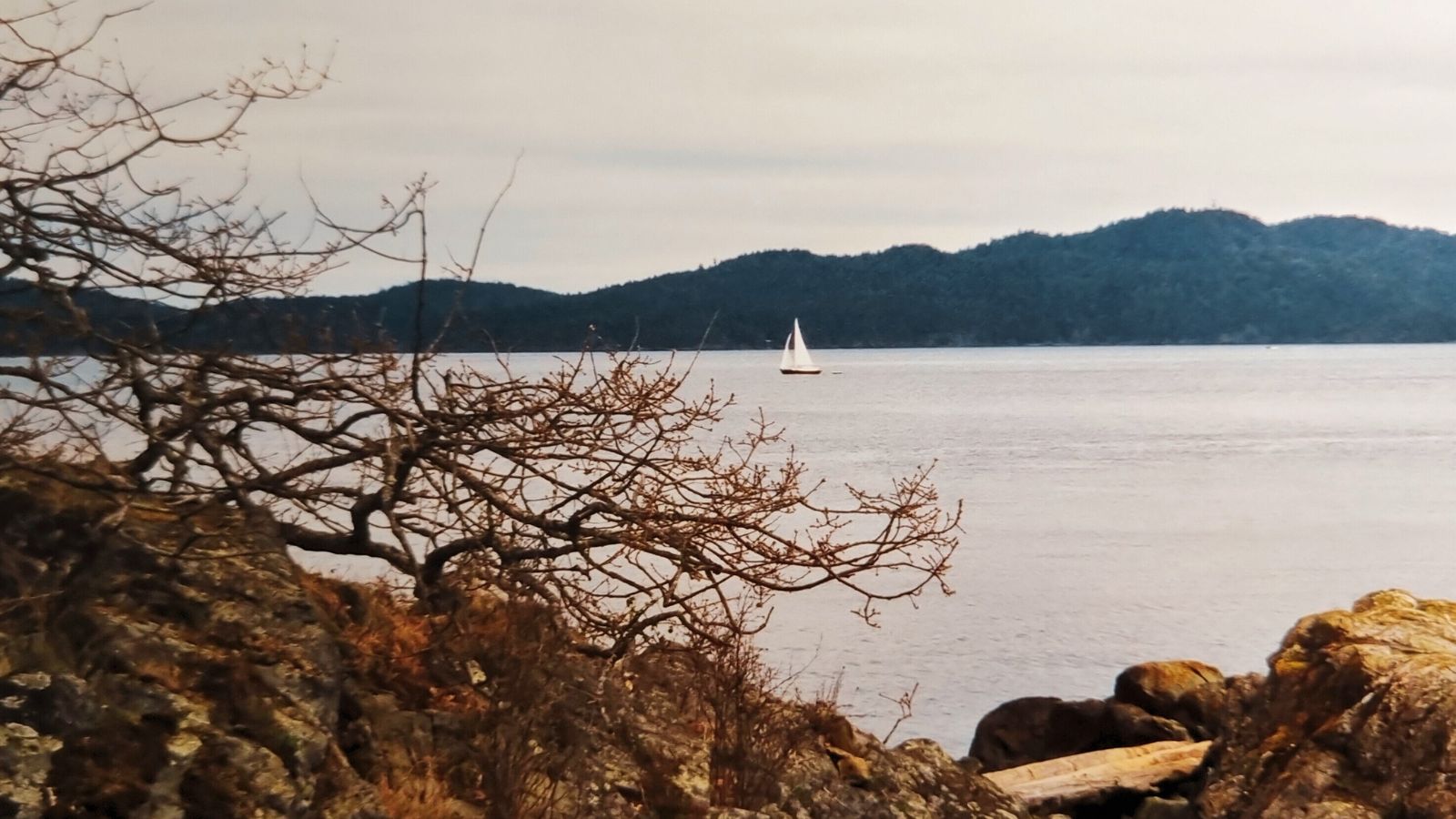 A solitary white sailboat glides across calm winter water near the rocky shoreline of Salt Spring Island, framed by bare tree branches and distant forested hills.