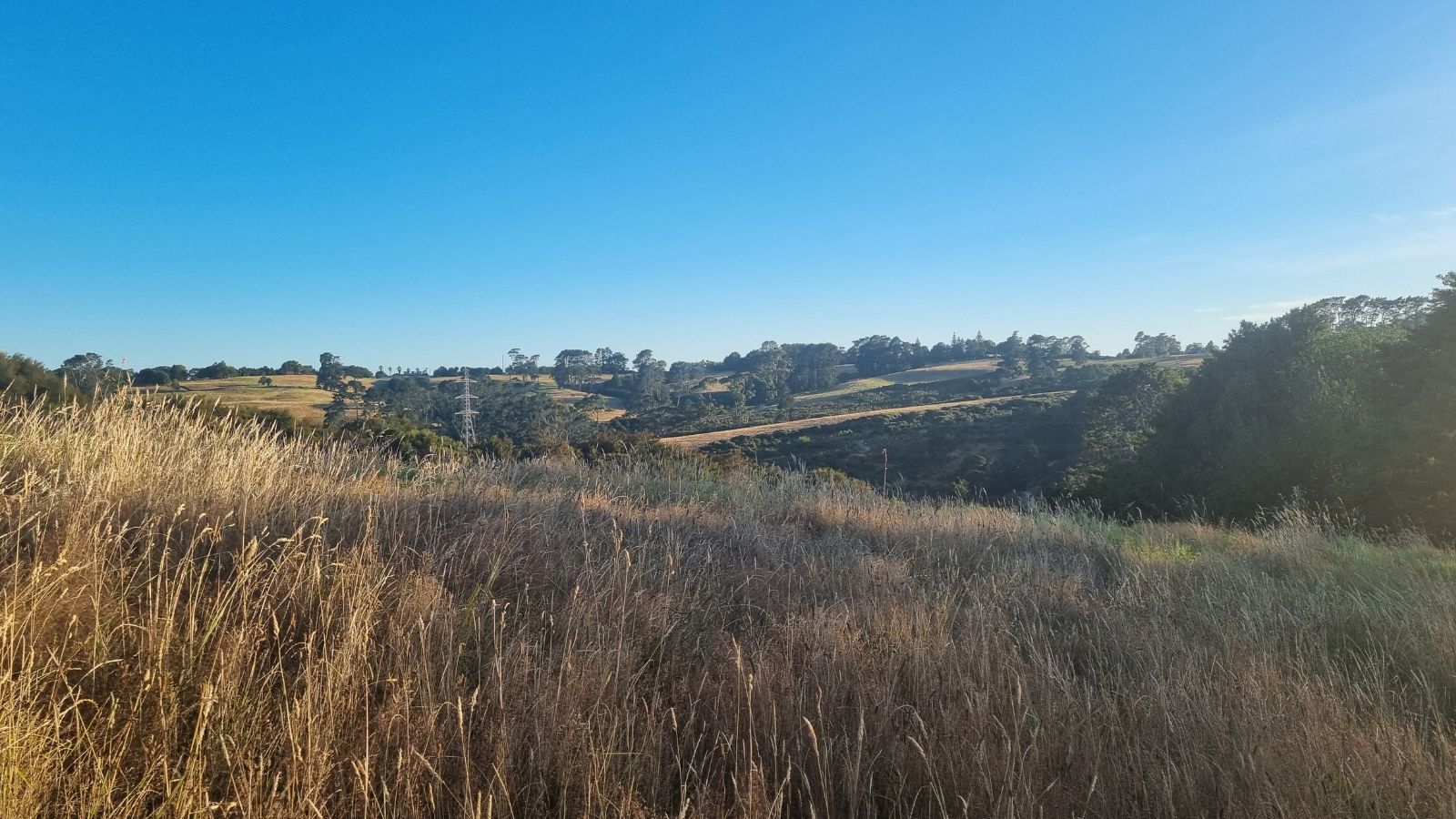 Golden grasses and rolling hills at Totara Park in Manukau, Auckland, under a clear blue morning sky.
