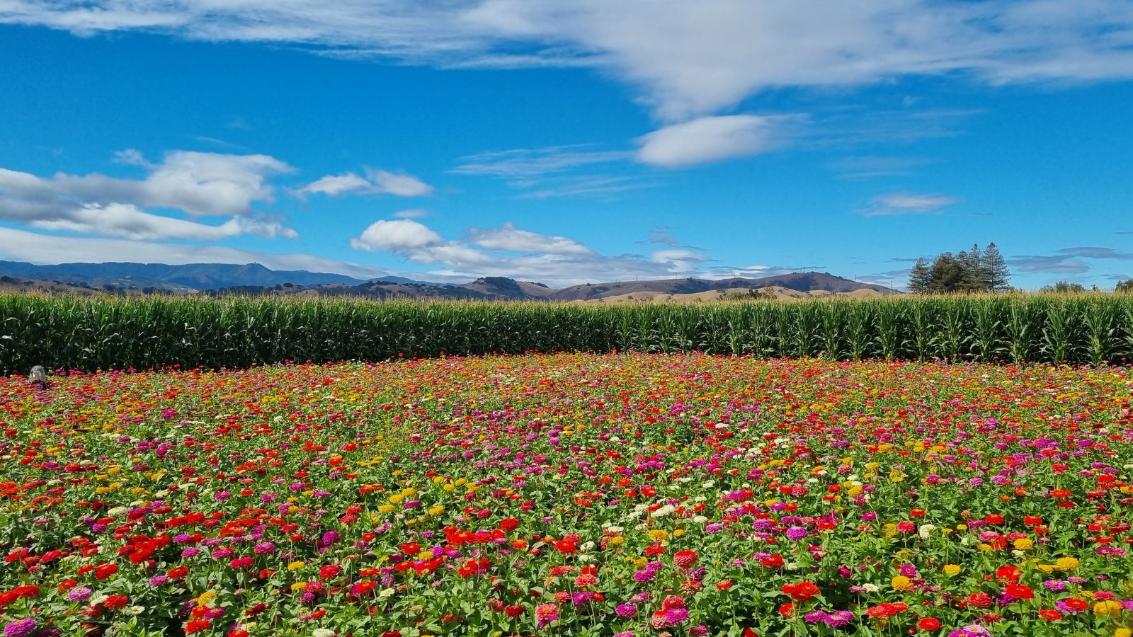 Field of colourful zinnias under a bright blue sky in Morgan Hill, California, with cornfields and rolling hills in the distance.