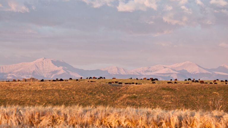 Wide view of a quiet California ranch with grazing cattle in golden grassland, snow-dusted mountains in the distance under a soft pastel sky.