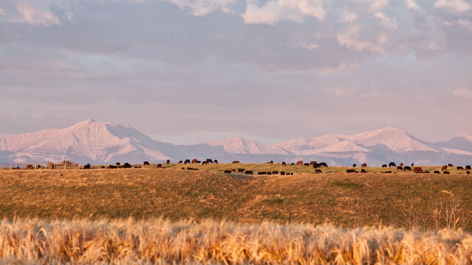 Wide view of a quiet California ranch with grazing cattle in golden grassland, snow-dusted mountains in the distance under a soft pastel sky.