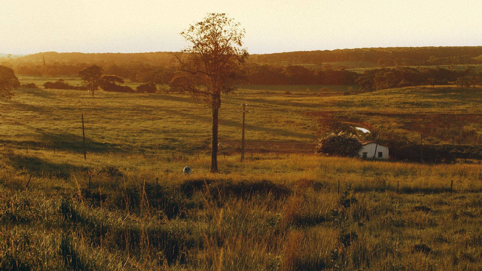 Golden evening light across a quiet New Zealand farm with rolling hills, long grass, scattered trees, and a small farmhouse nestled in the landscape.