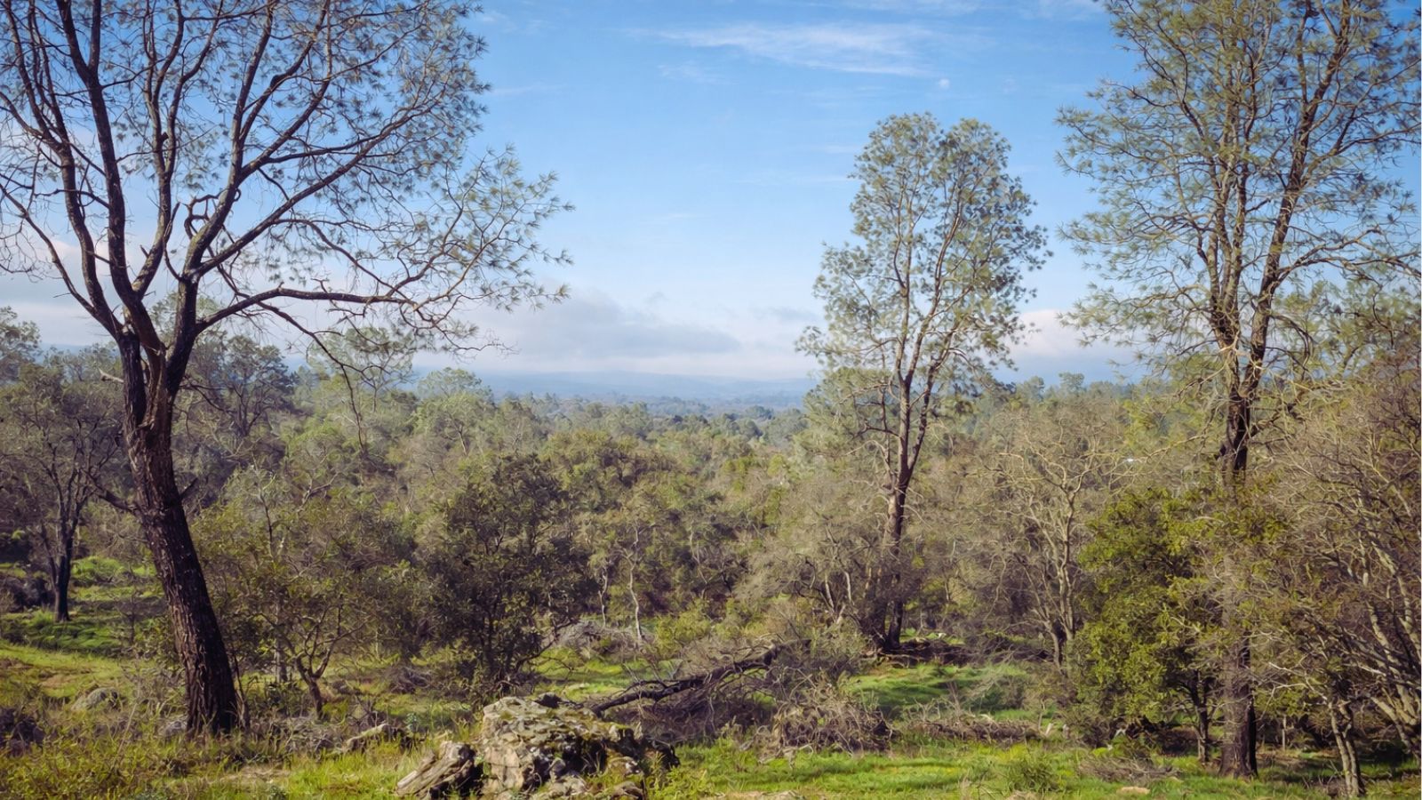 View across oak woodland and open pasture at Cowgirl Up Ranch in Burson, California, home of HorseSpeak