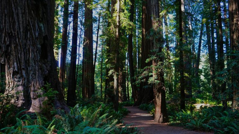 Redwood Forest, Northern California